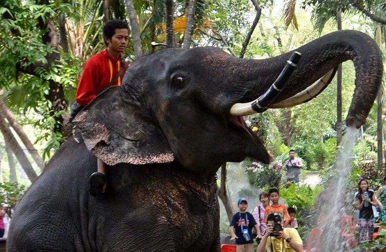 Polisi Thailand menyita 16 ekor gajah ‘ilegal’