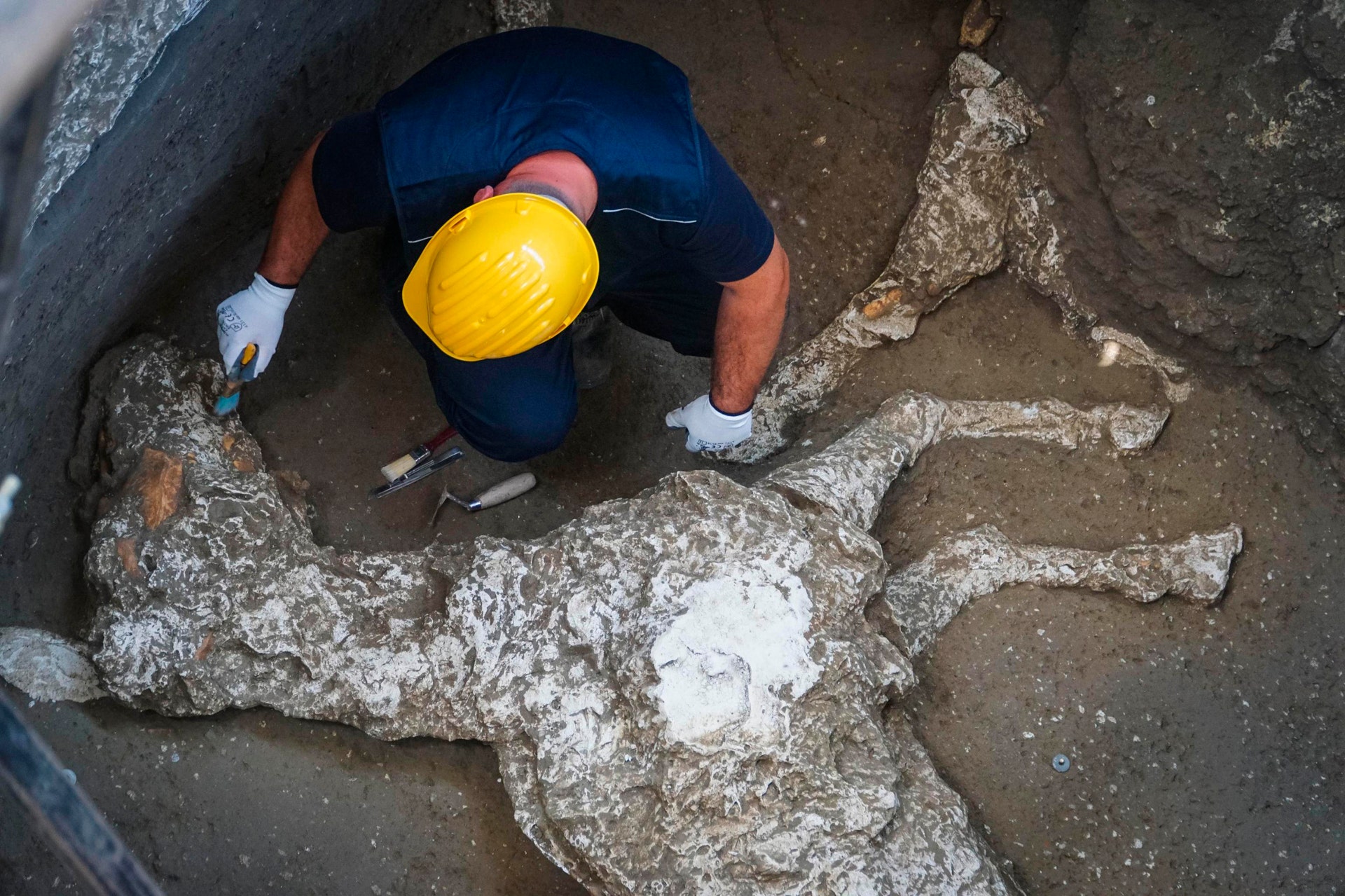 Extraordinary Pompeii discovery: Racehorse remains found among ancient city's ruins