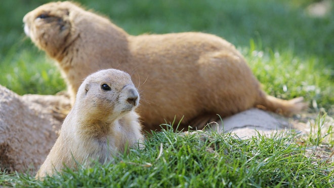 10 ways animals live longer | Fox News