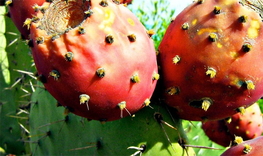 Buah ara Turki meredakan mabuk berat