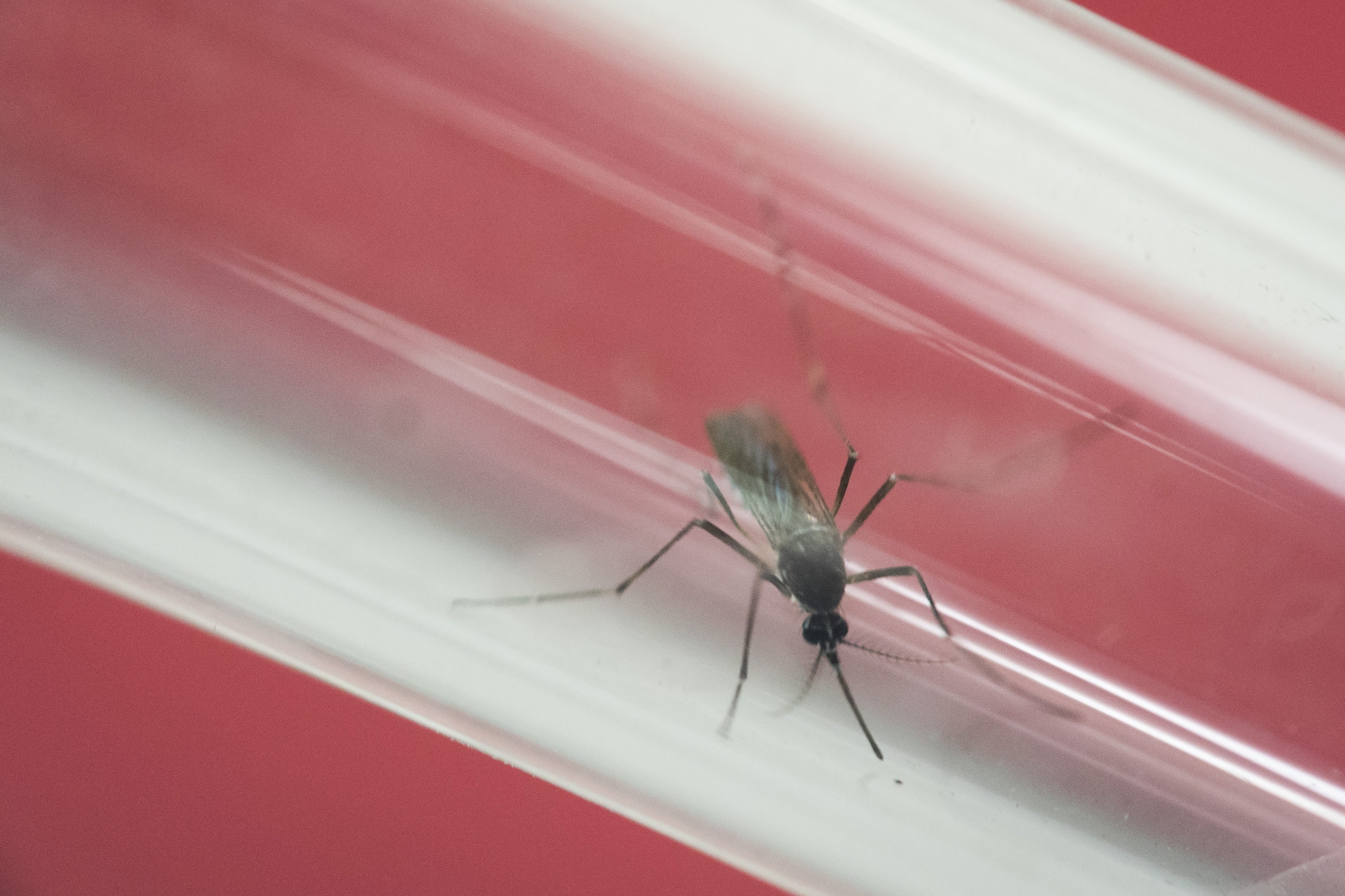 US declares health emergency in Puerto Rico due to Zika Fox News