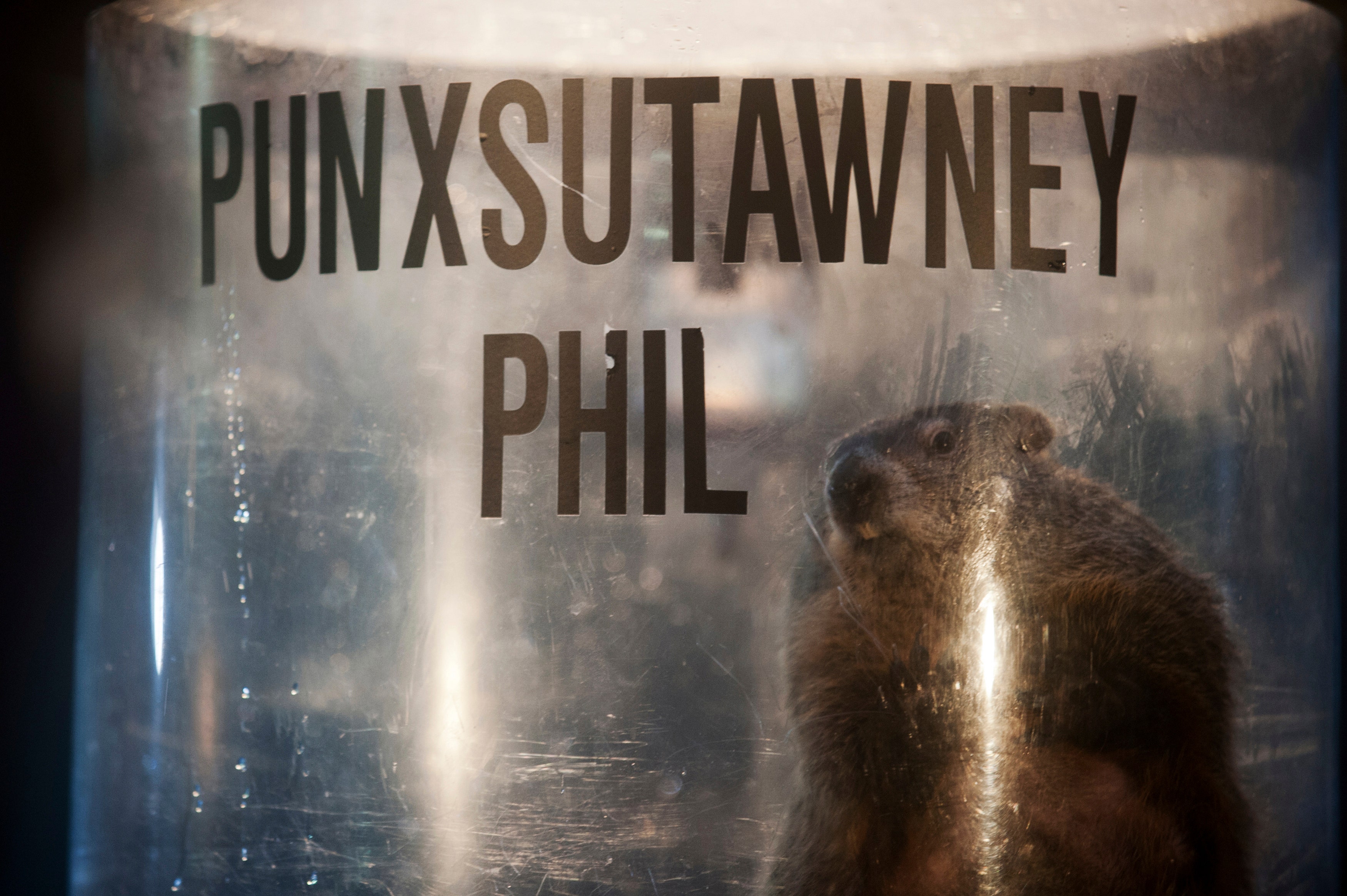 Groundhogs On The Menu The Wild History Of Punxsutawney Phil Fox News