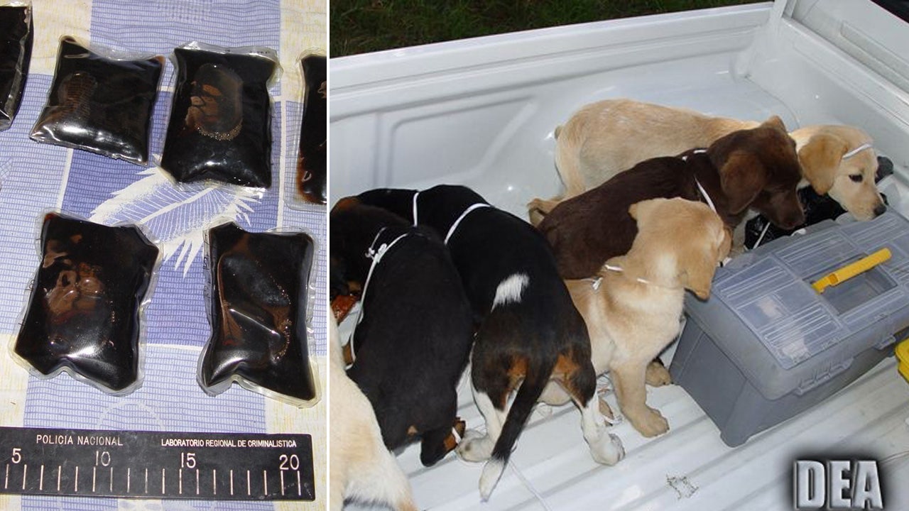 Veterinarian accused of stashing heroin in pups' bellies is extradited