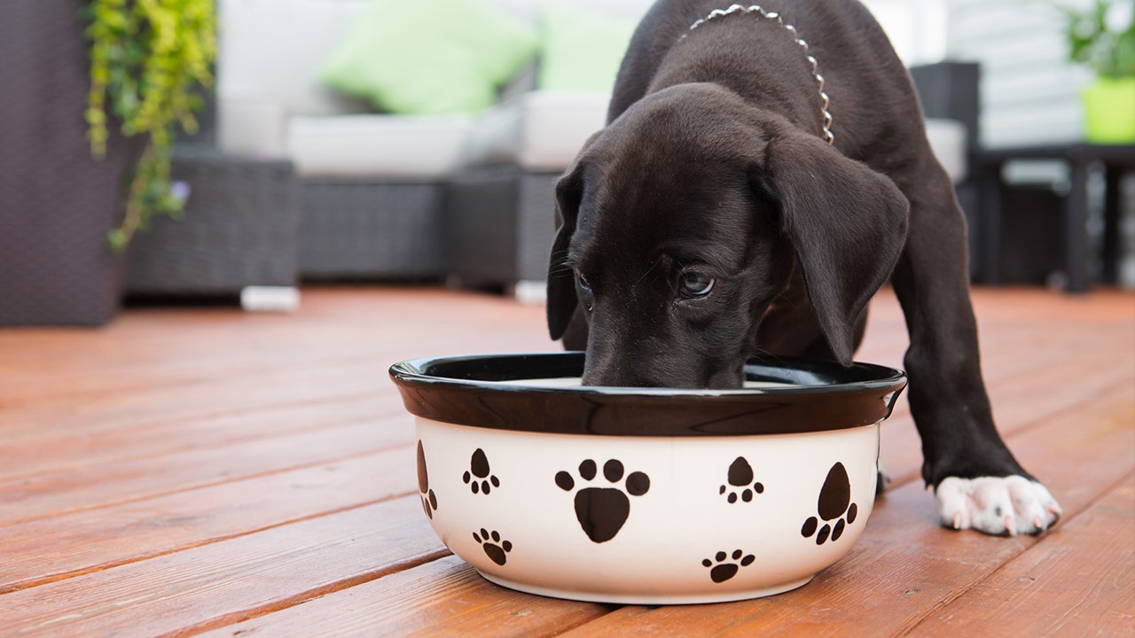 https://static.foxnews.com/foxnews.com/content/uploads/2018/09/puppy-food-bowl-istock.jpg