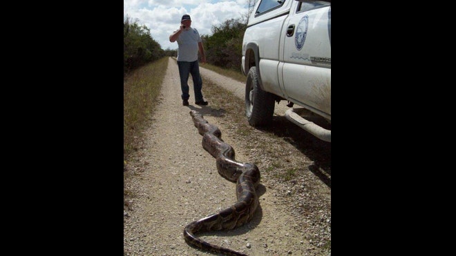 Second 18-foot python caught in the Everglades in the past year | Fox News