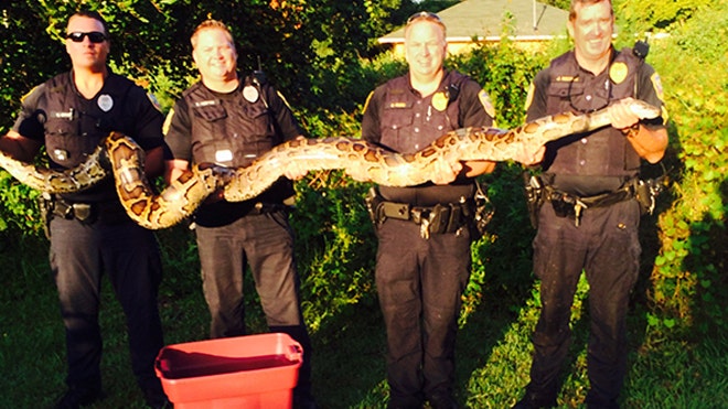 Florida cops capture large cat-eating python | Fox News