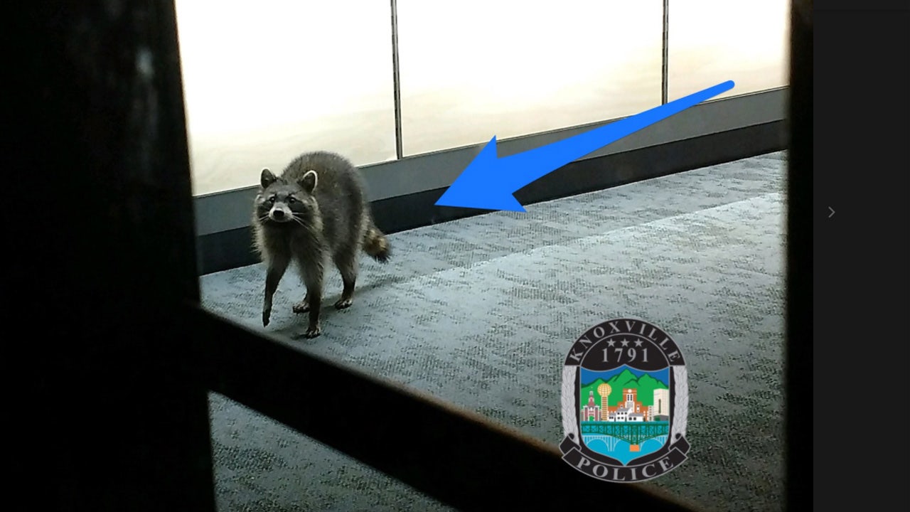 Telecom Racoons Raccoon caught breaking into Tennessee cell phone store | Fox News