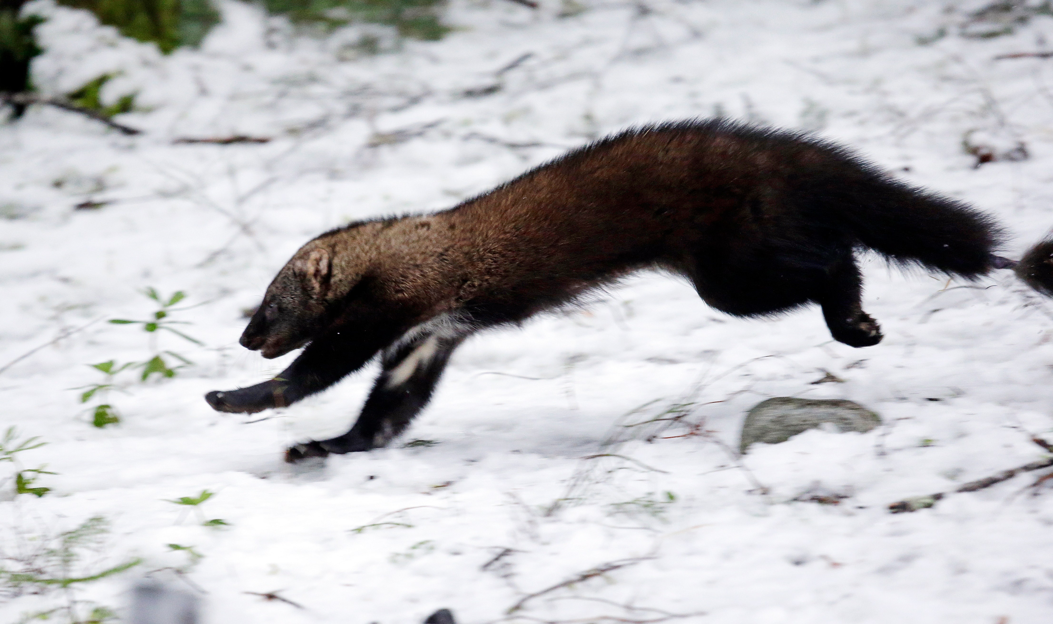 Rare weasel-like mammal makes a comeback in Washington state | Fox News