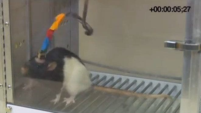 Tikus, yang terpisah ribuan kilometer, berkomunikasi melalui hubungan otak