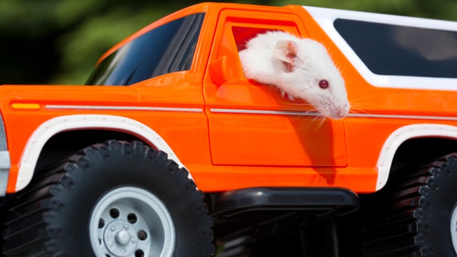 How to protect your car from rodents