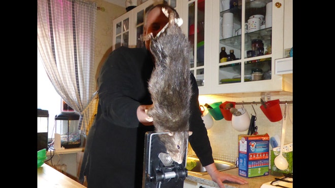 Rat outta Hell: Family finds enormous 'Ratzilla' in their kitchen | Fox News