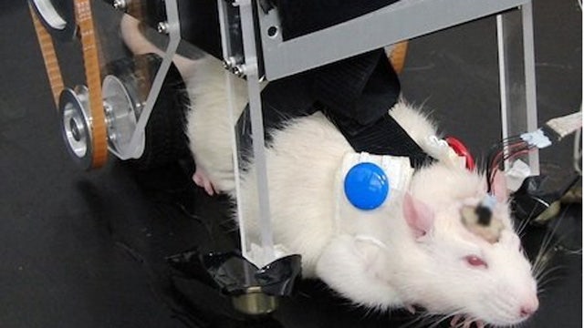 RatCar: a Japanese Robot Car Controlled By a Rat's Brain | Fox News