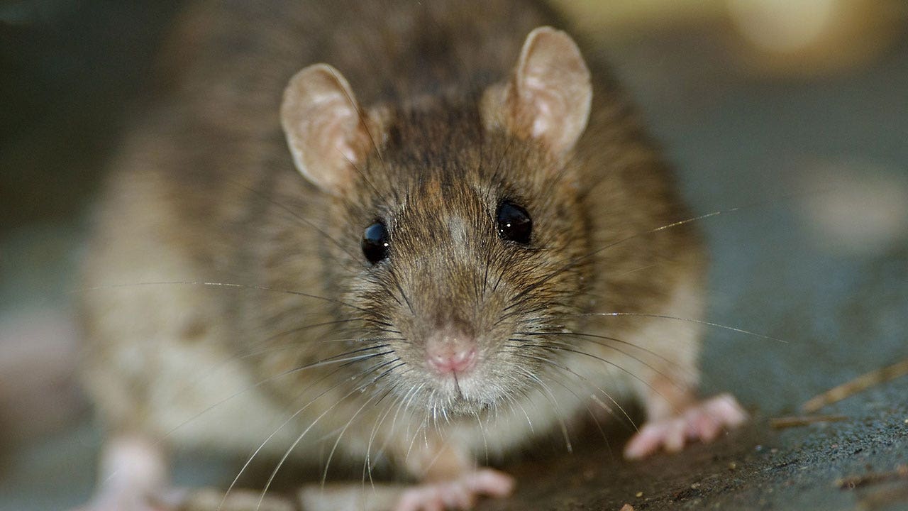 Rat Chews Through Cable At Ballet Performance Plunges It Into Darkness