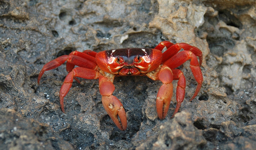 Google is helping turn Christmas Island into the next Galapagos Island