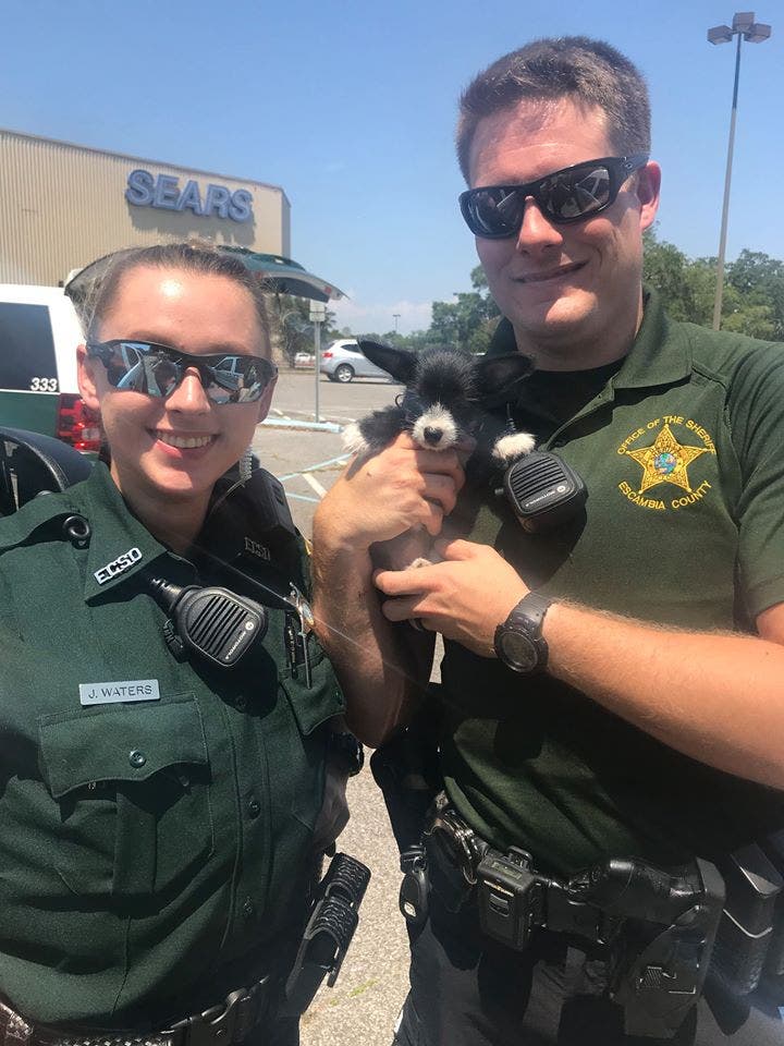Florida deputies rescue puppy locked in hot car | Fox News