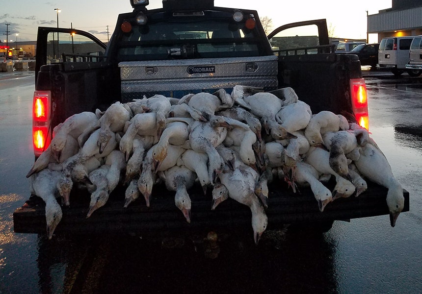 More Than 50 Dead Geese Fall From Idaho Sky In 'freak Accident' | Fox News