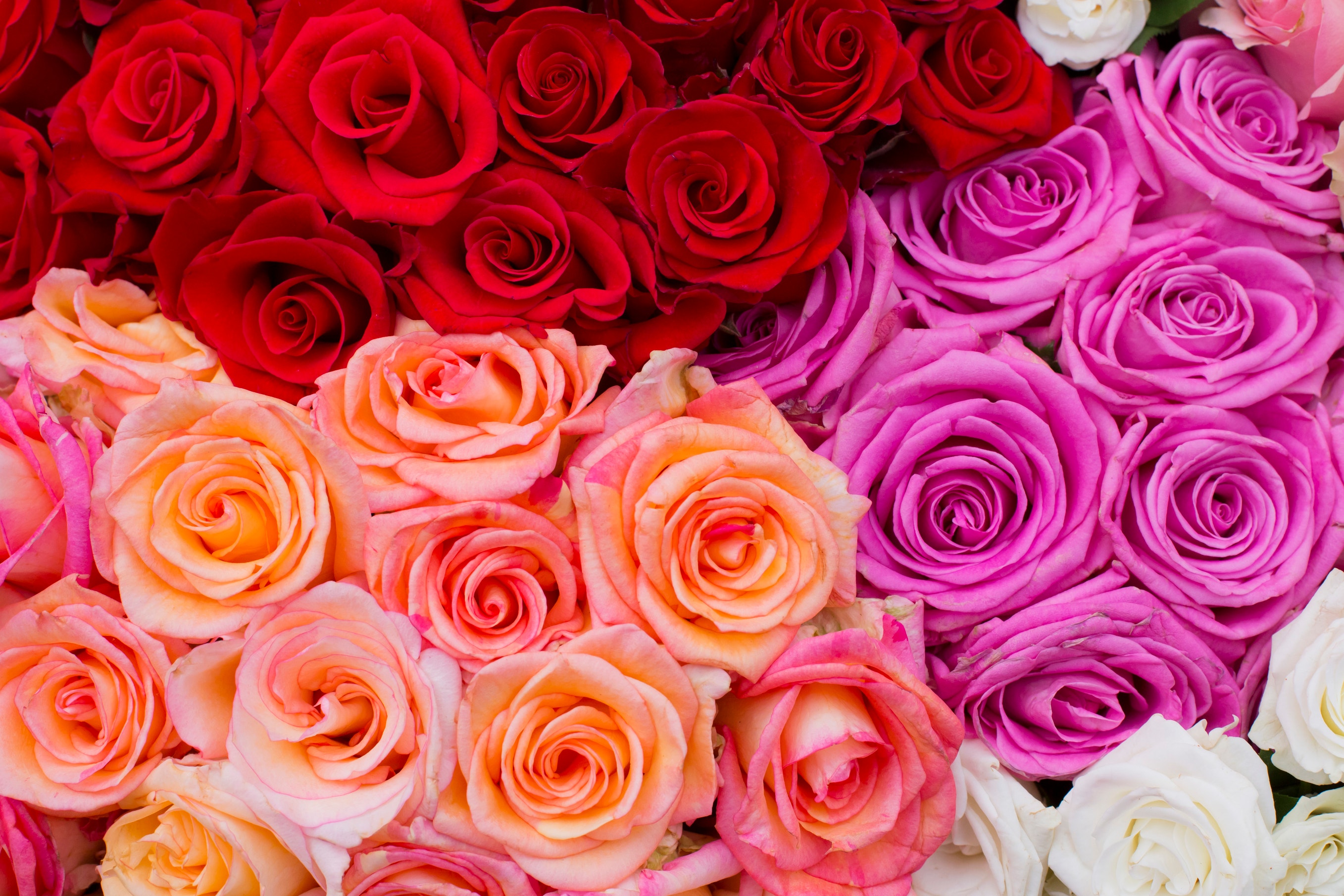 Best Valentine’s Day flower deals at grocery stores | Fox News