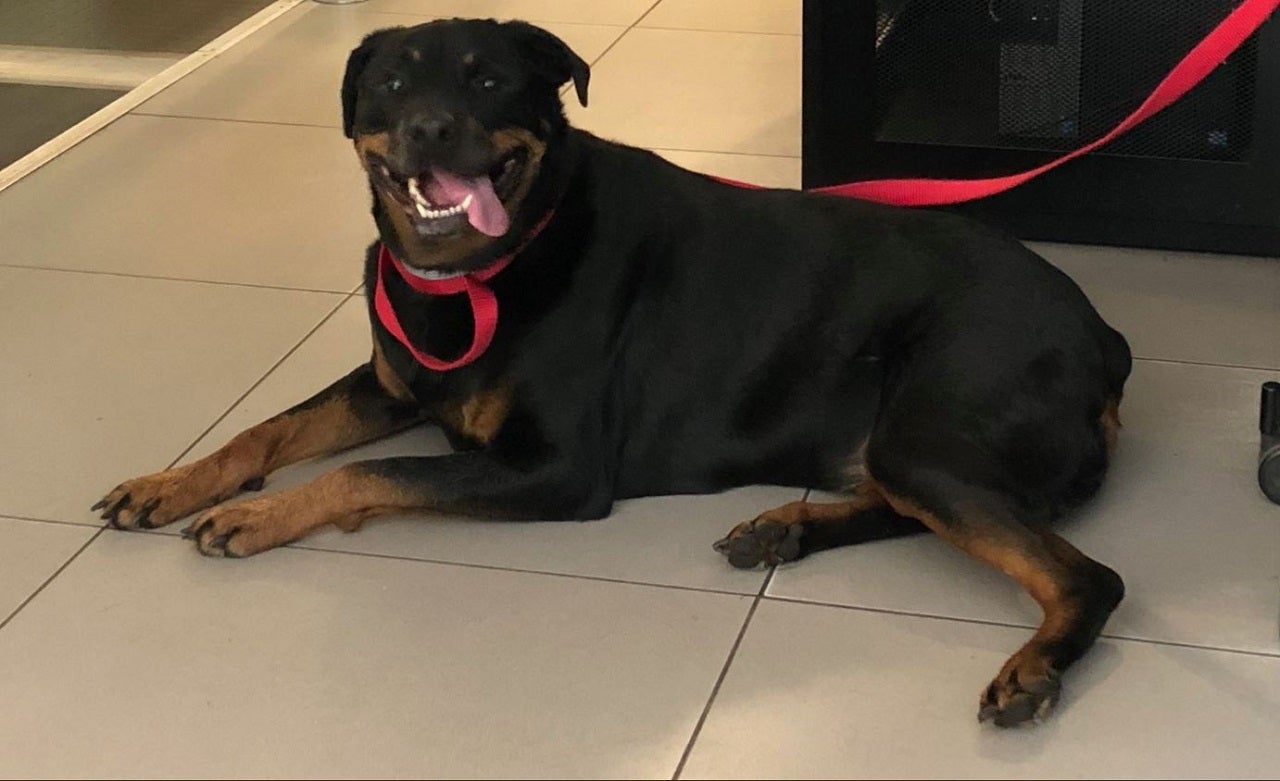 Massachusetts police release lost Rottweiler after family βposts bail ...