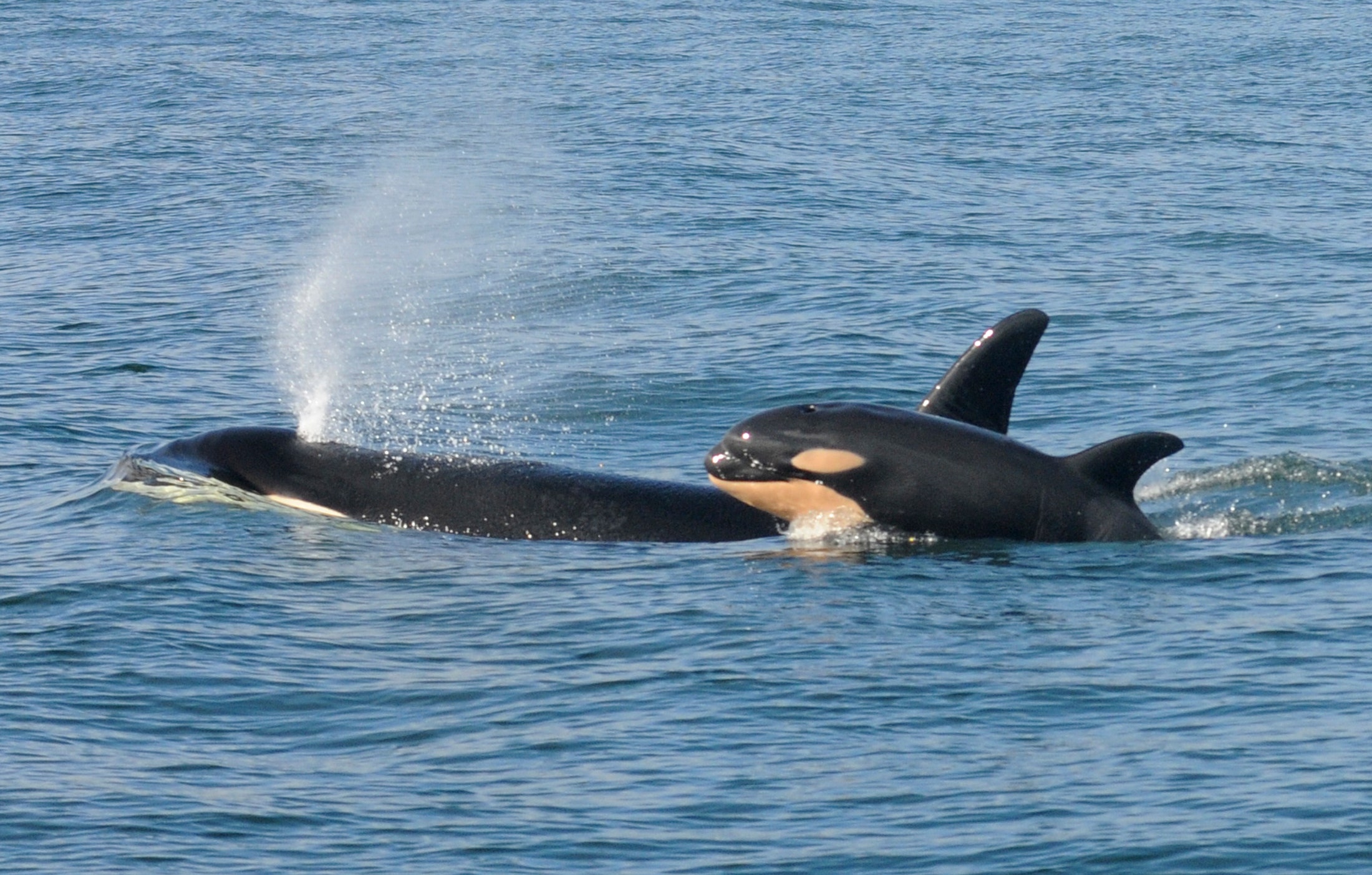 Incredible drone footage shows killer whales eating a living shark