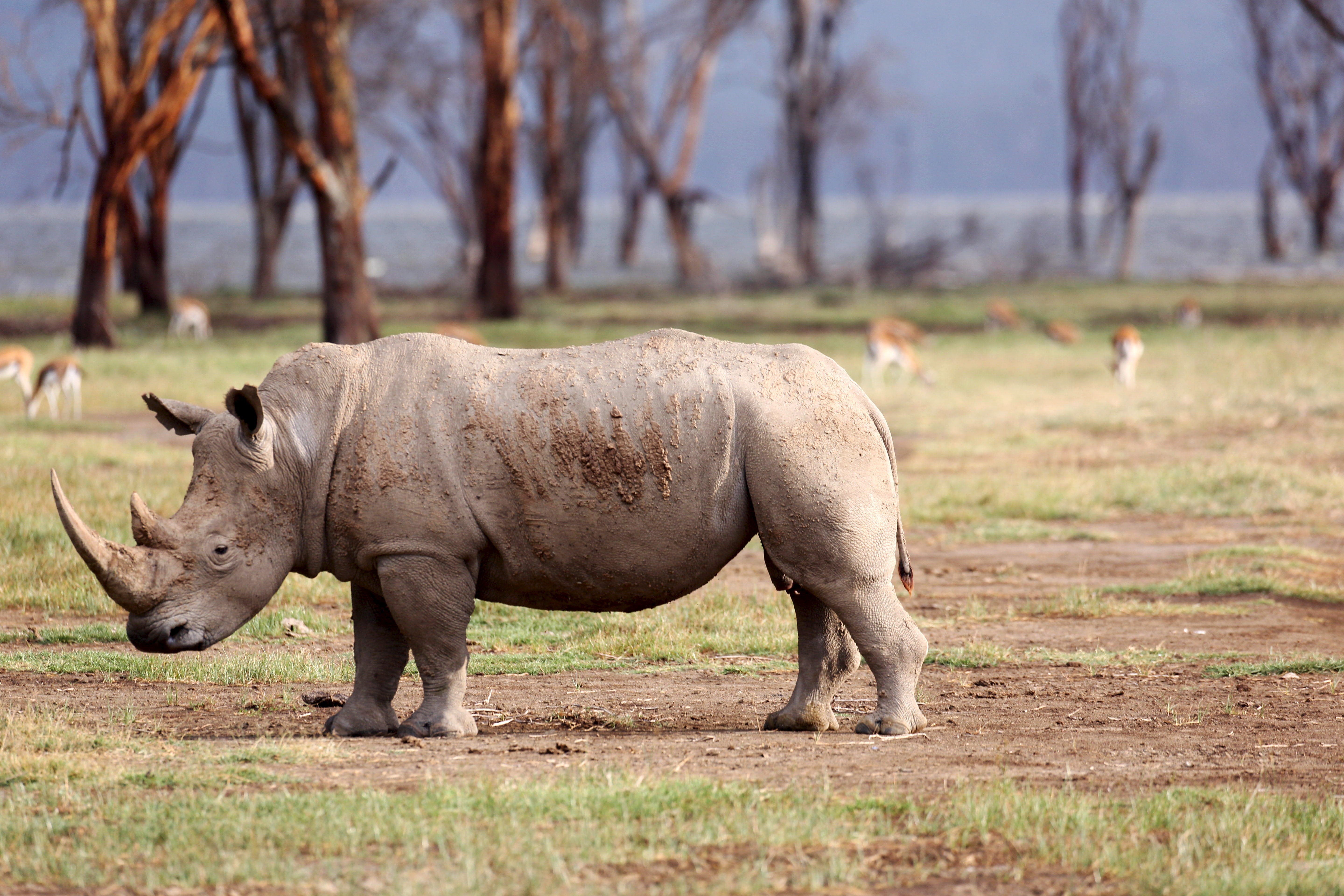Страна носорогов. Белый носорог. Носорог в саванне. Белые носороги в ЮАР. Северный носорог.