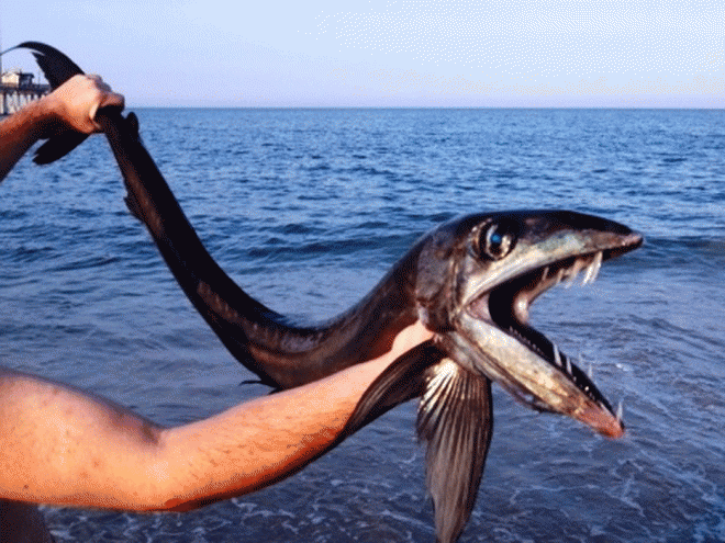 Rare deep sea fish washes ashore on North Carolina coast