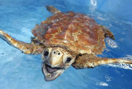 sea turtle