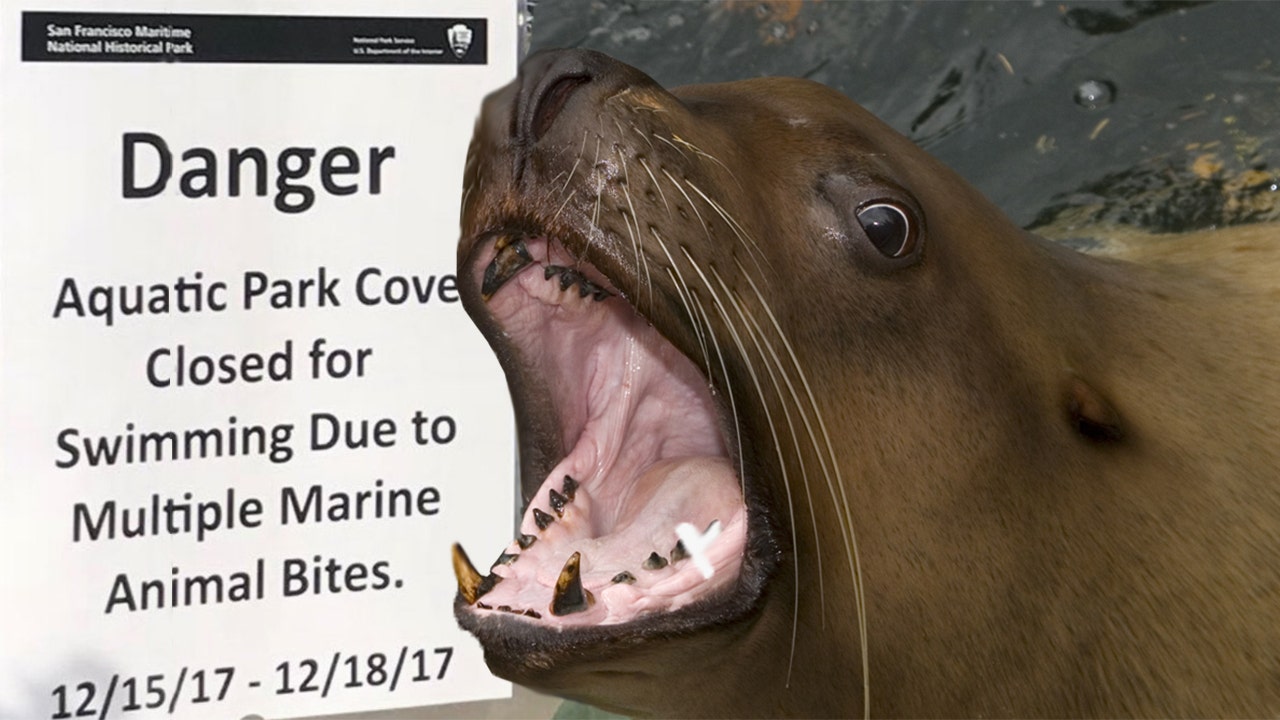 Sea lions terrorize San Francisco Bay swimmers in spate of attacks