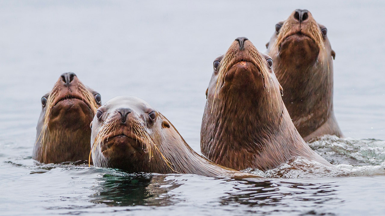 Sea lions chase away beachgoers in San Diego, viral video shows | Fox News