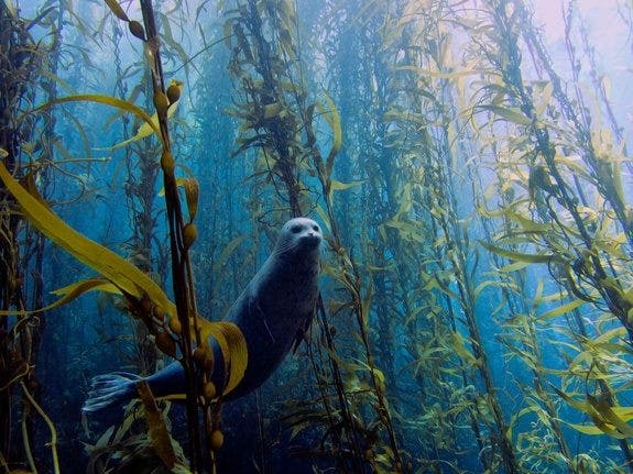 Segel Ghostly, Kontes Foto Nature Shark Win Win 2013