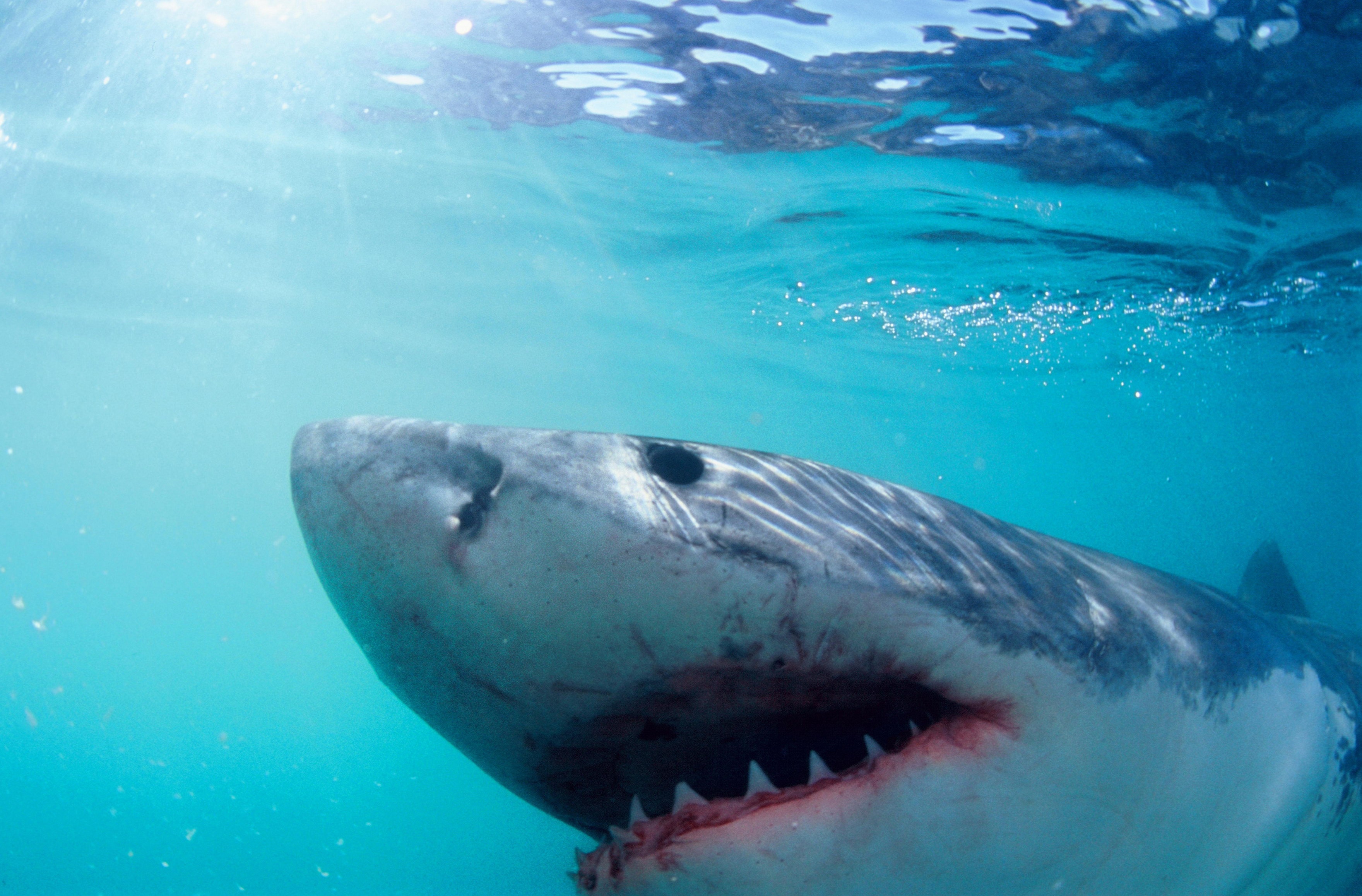 World's oldest shark victim on record gets decoded by scientists