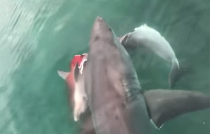 Great white shark kills dolphin, loses meal to even bigger shark | Fox News