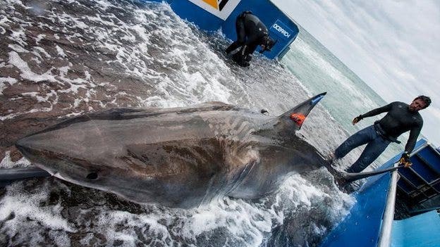 Great white shark tracked across Atlantic for first time, researchers say | Fox News