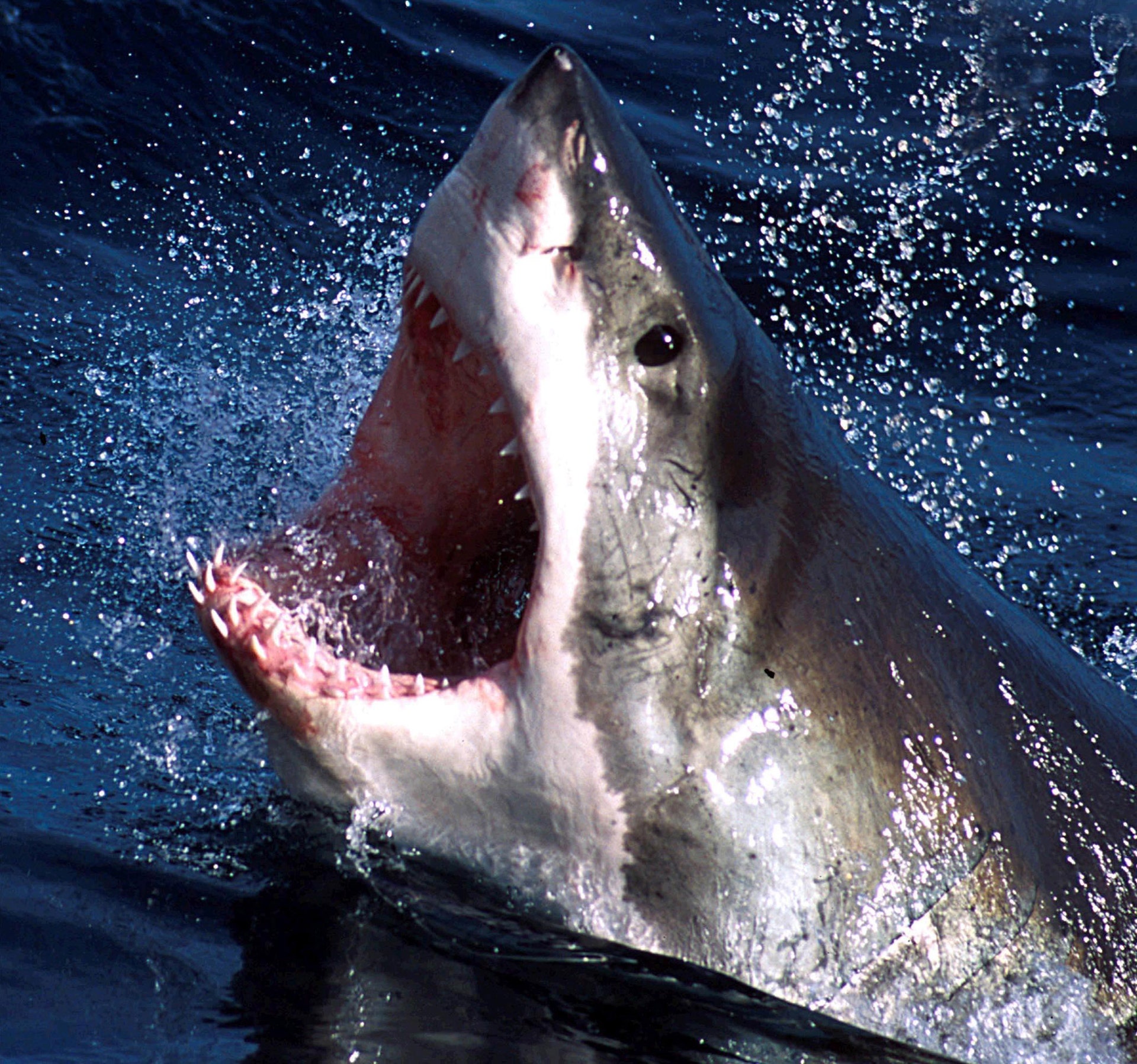Jaws' spotted? Massive great white shark sighted off Australian coast