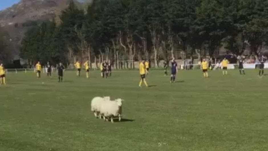 Watch these sheep interrupt a match in Wales in a rather cute pitch ...