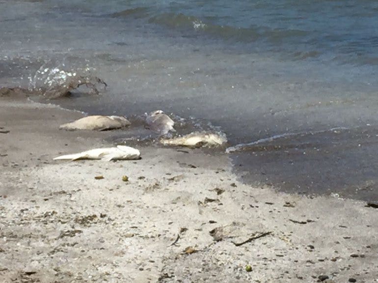 'Abnormal' amount of dead fish wash ashore in Ohio lake Fox News