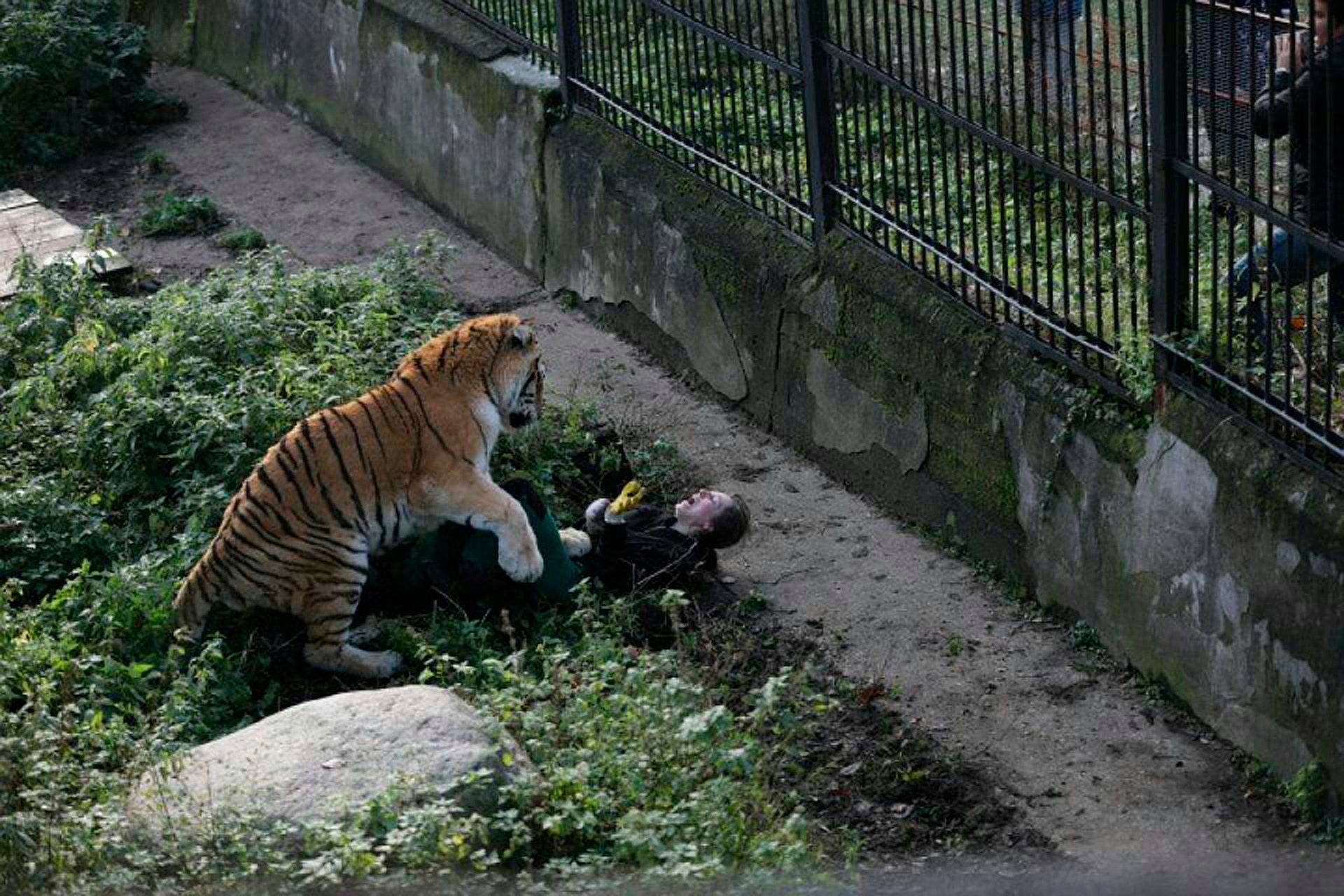 Terrifying tiger attack: Horror pics show big cat mauling zookeeper