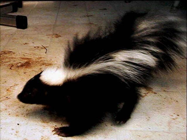 Connecticut boy wakes up to find skunk in his bed | Fox News
