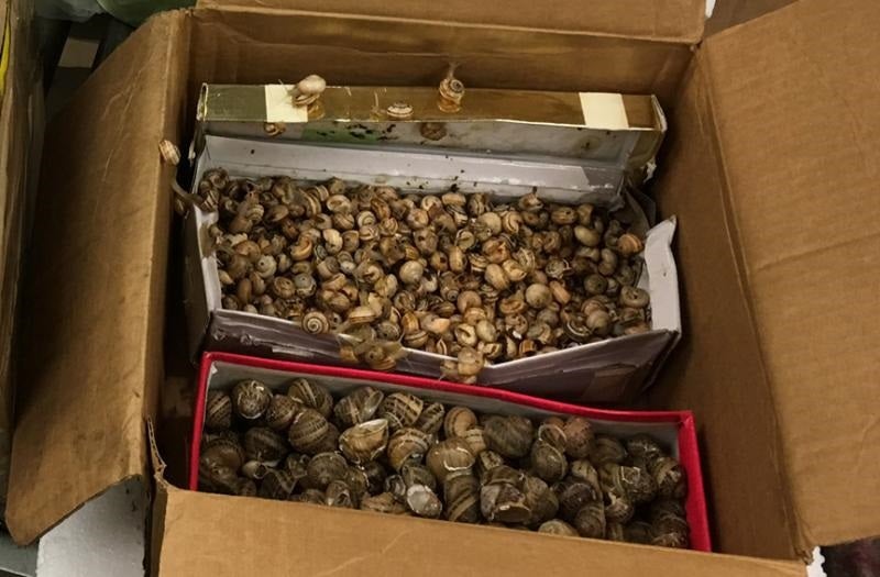 Snail mail 7 pounds of snails confiscated by Philadelphia border