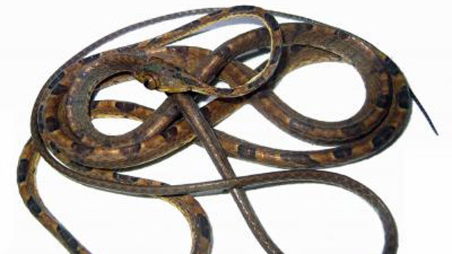 New Blunt-Headed Vine Snake Species Discovered in Ecuador