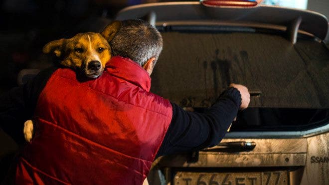 Aktivis hewan menyelundupkan anjing liar keluar dari Sochi