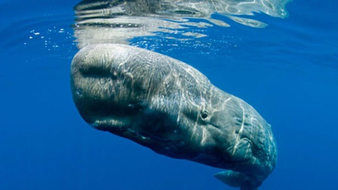 Whales sensed Deepwater Horizon oil rig disaster | Fox News