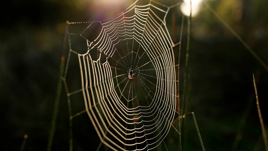 Arachnid love: Female wolf spiders use dragline silk to snag a mate