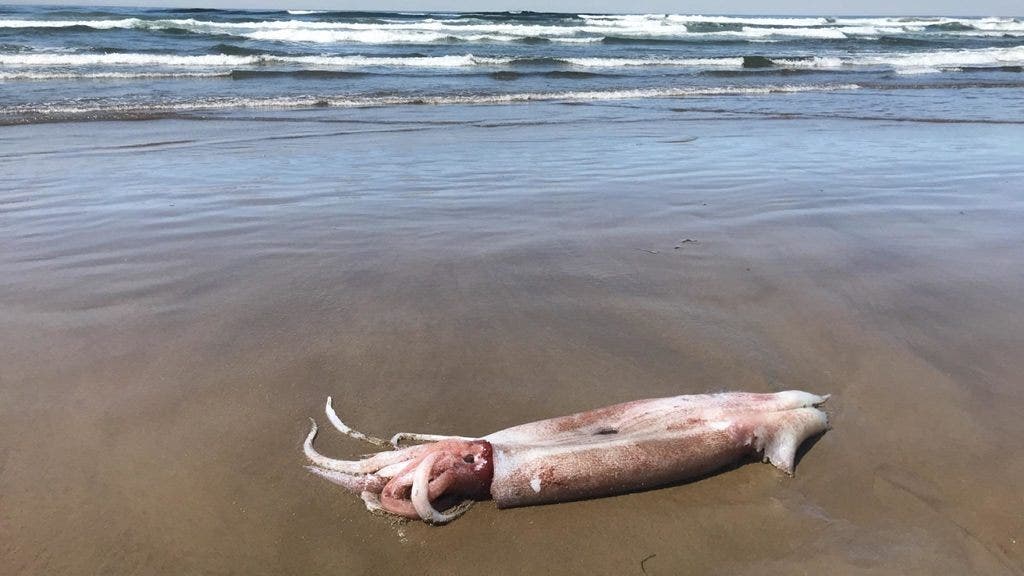 Rare 10-foot squid washes up on Oregon beach | Fox News