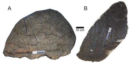 Stegosaurus Bony Plates May Reveal Dinos Sex Fox News