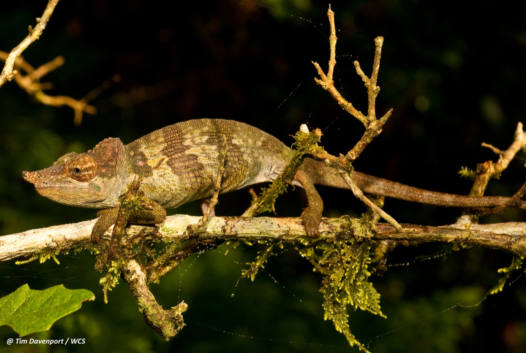 New chameleon with blue spots found in Tanzania | Fox News