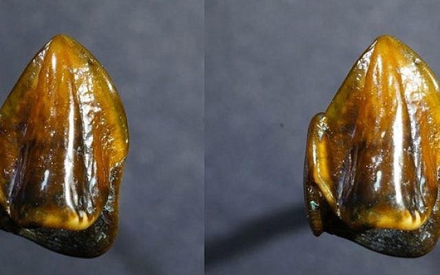 Fossilized teeth dating back 9.7 million years could 'rewrite' human history