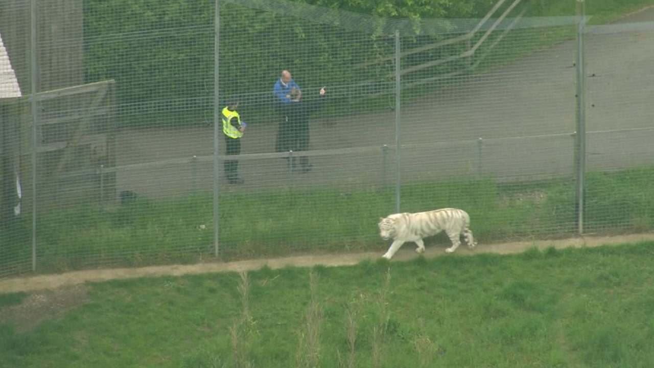 Hamerton Zoo Park Zookeeper killed by tiger in enclosure in UK Fox News