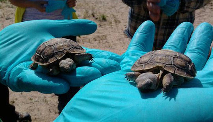 Taxpayers to shell out $50M for Marines to evacuate 1,200 Mojave tortoises