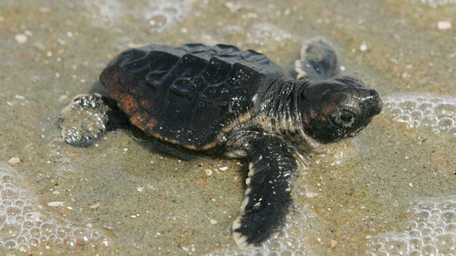 Sandy's surge disturbed baby sea turtle boom | Fox News