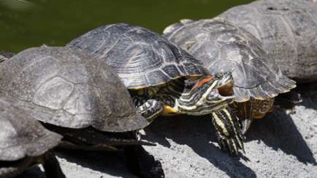 Turtles seeking a sandy spot to lay their eggs caused delays this morning at John F. Kennedy airport in New York.
